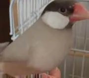だいちゃん