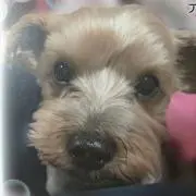 ともこ