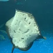 pocopochaの画像