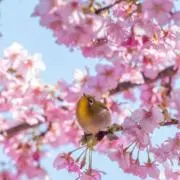 あや