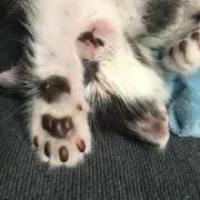 みみこの画像