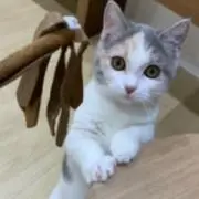 みね子の画像