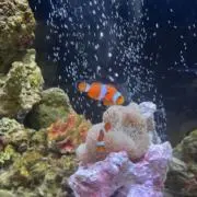 Tの画像