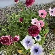 ほんちゃん