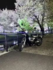 ブタバイセコーの画像