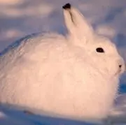 てんぱうさぎ
