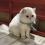 ピナコ