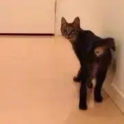 ここなつ