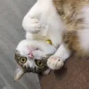 マタハチ   マッチ