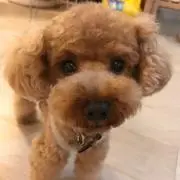 Lyonの画像