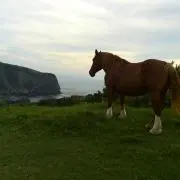 ヨネ