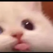 にんにの画像