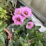 ちろこの画像