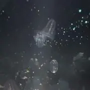 海月の画像