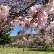 こあり