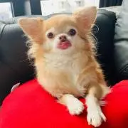panpuの画像