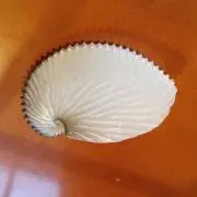 エゾノ0106の画像