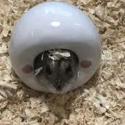 ひろるの画像