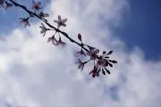 Moonの画像