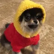 フレッド