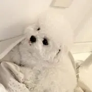 chaiの画像