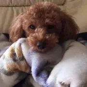 もこちょこの画像