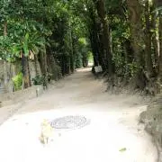 マーガレット☆