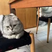 すしの画像