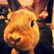 Luca