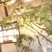 くまさん