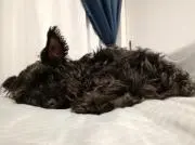 もーちゃんの画像