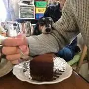 たかの画像