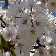 たく
