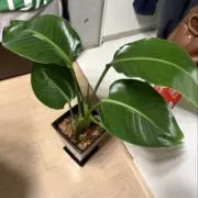 ry_08