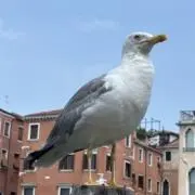 あずききなこの画像