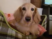 ミント