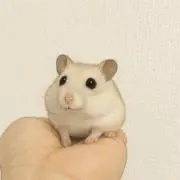 あんの画像