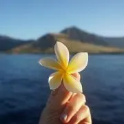 suyの画像