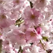 yorokobigumi✰の画像
