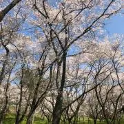 koooの画像