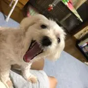 hの画像