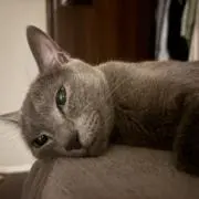 みぃの画像