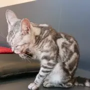 ぎんちゃんの画像