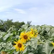 エステルの画像