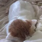 招き猫