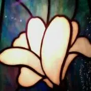 メダカの画像