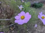 ぽぽの画像