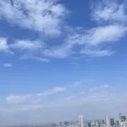 ビションの画像