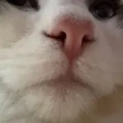 あずきの画像