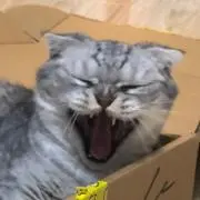 Remiの画像
